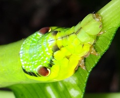 Head region of hawk moth photo
